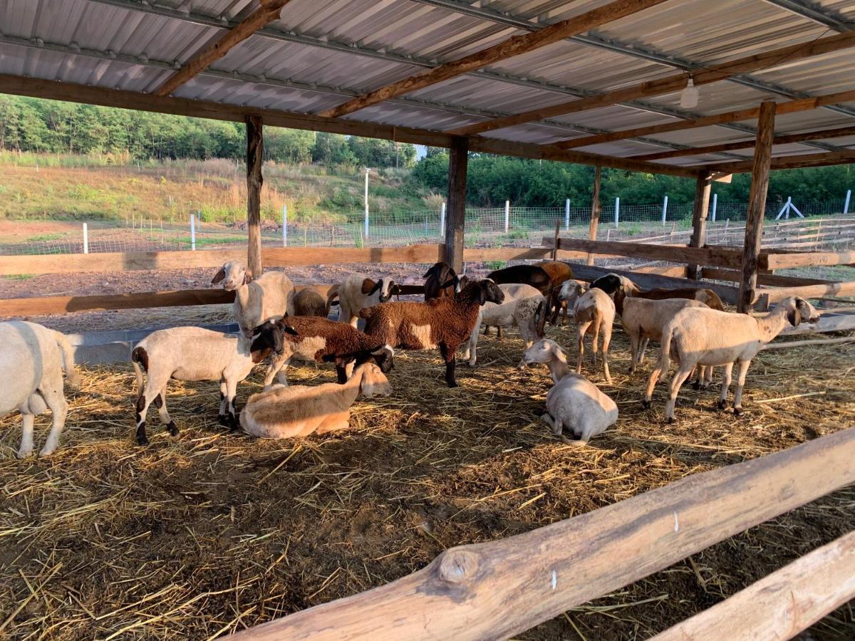 ฟาร์มแกะภูกระดึง Waraporn Valley Ban Nong Tum Exterior photo